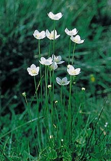 Parnassia
