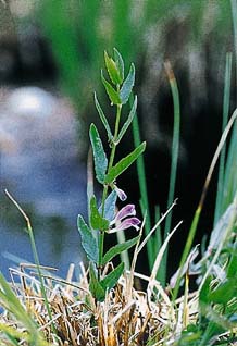 Scutellaria palustre