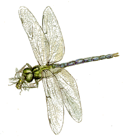 libellula